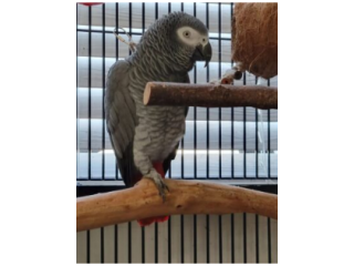 Buy African Grey Parrot Online Store in USA